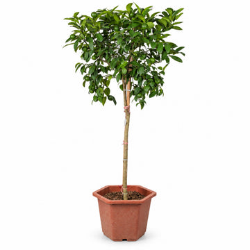 Grafted Green Lime Tree