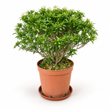 Sampaguita Jasmine