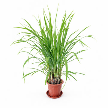 香茅