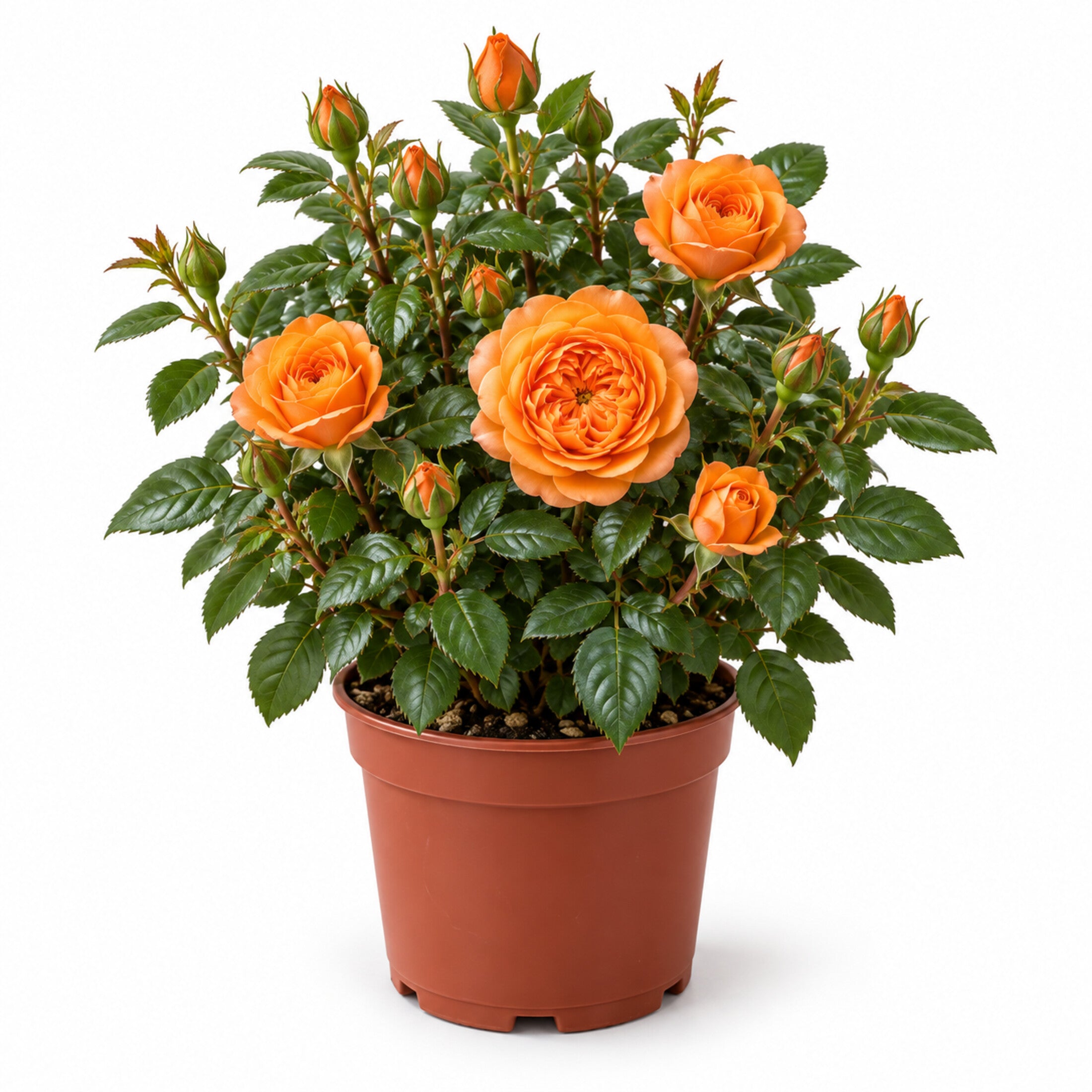 02-orange