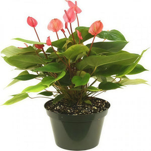 白鶴芋 Peace Lily 2