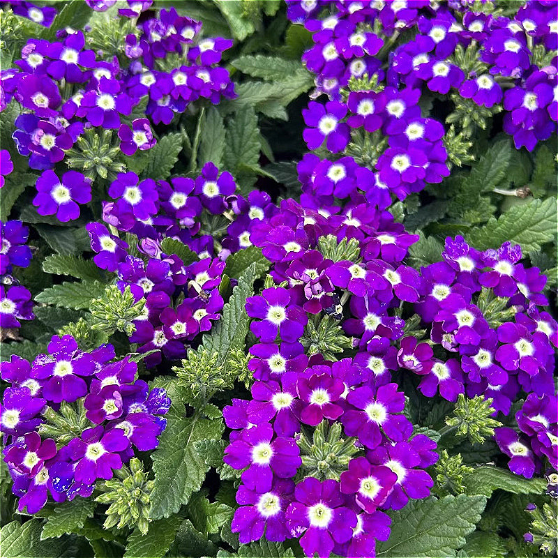 Glandularia × Hybrida