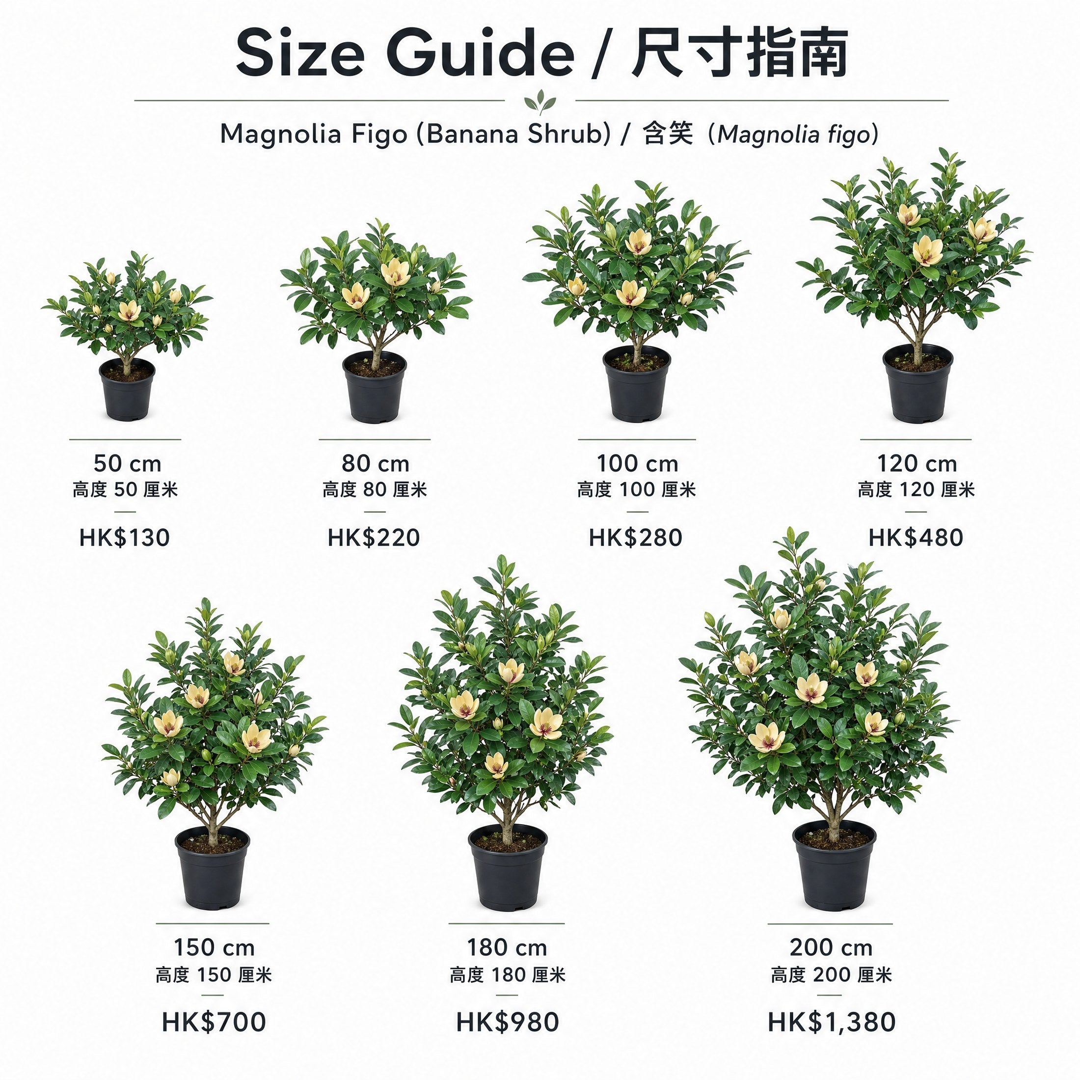 Magnolia Figo / 含笑 — size guide