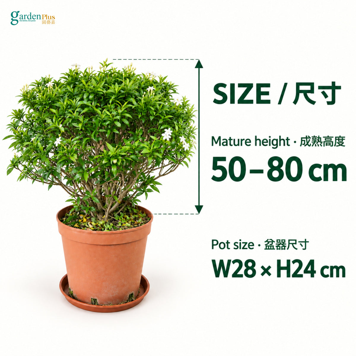 04-size-web