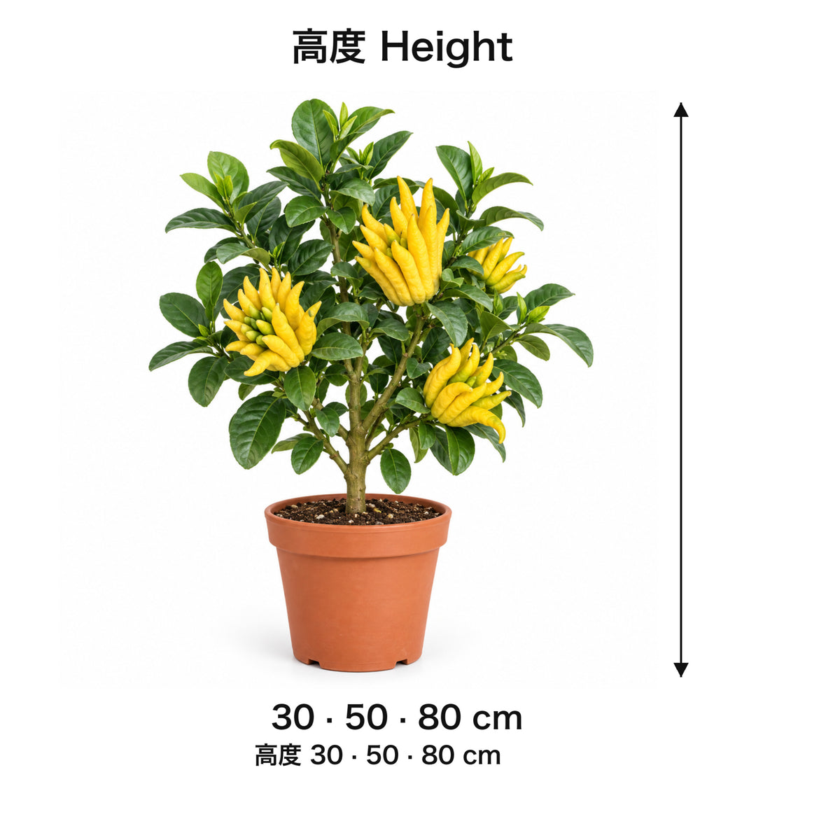 Garden Plus Buddha's Hand Lemon — size card — 2026-09-08