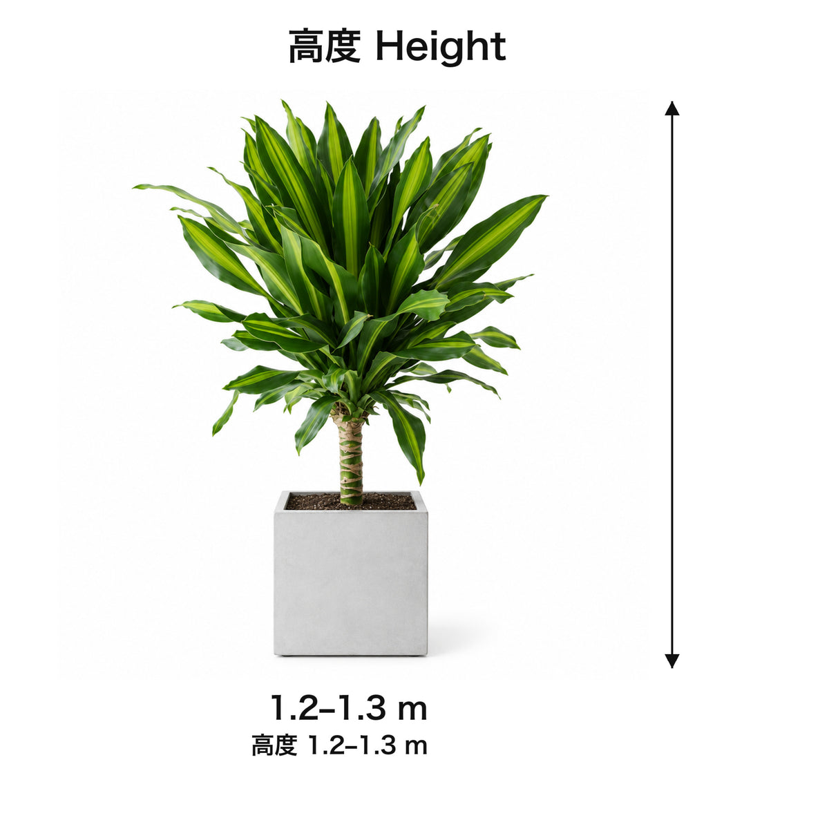 Garden Plus Indoor Dracaena Fragrans — size card — 2026-09-08