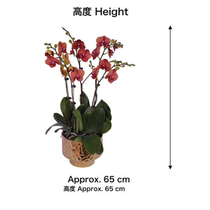 04-size-web