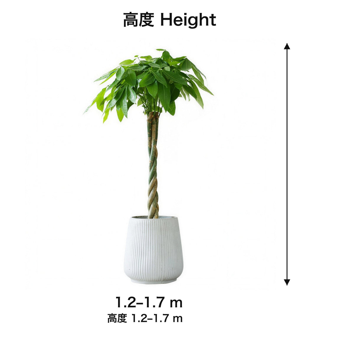 04-size-web