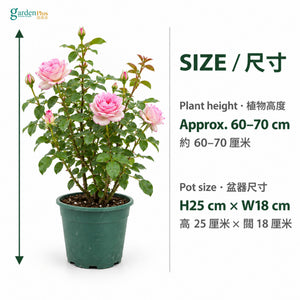 04-size-web