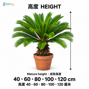 04-size-web