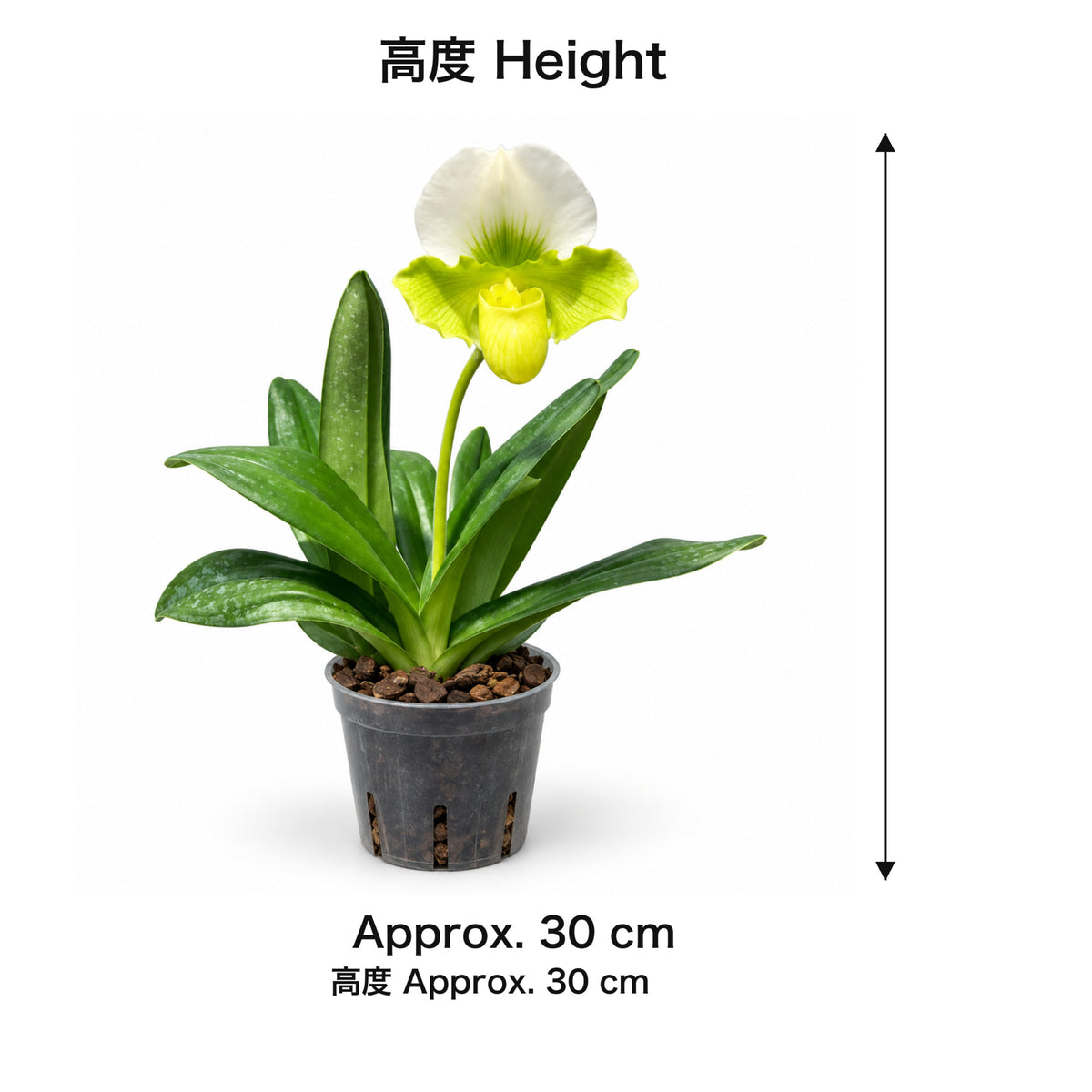 04-size-web