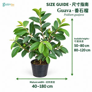 04-size