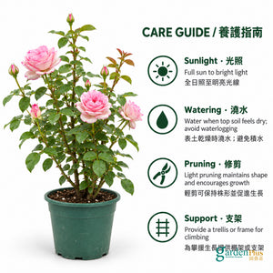 05-care-web