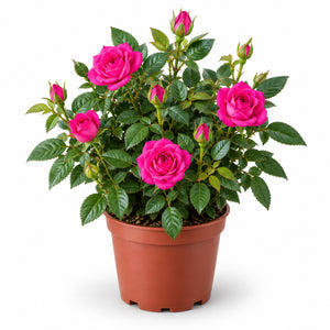 05-fuchsia-pink