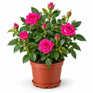 05-fuchsia-pink
