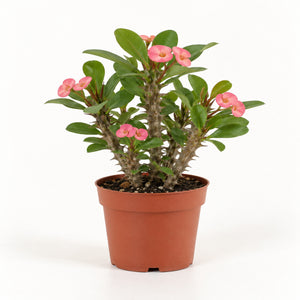 05-large-flowered-pink