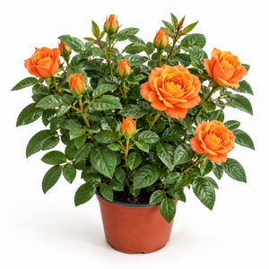 05-orange