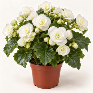 05-white