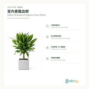 Garden Plus Indoor Dracaena Fragrans — care card — 2026-09-08