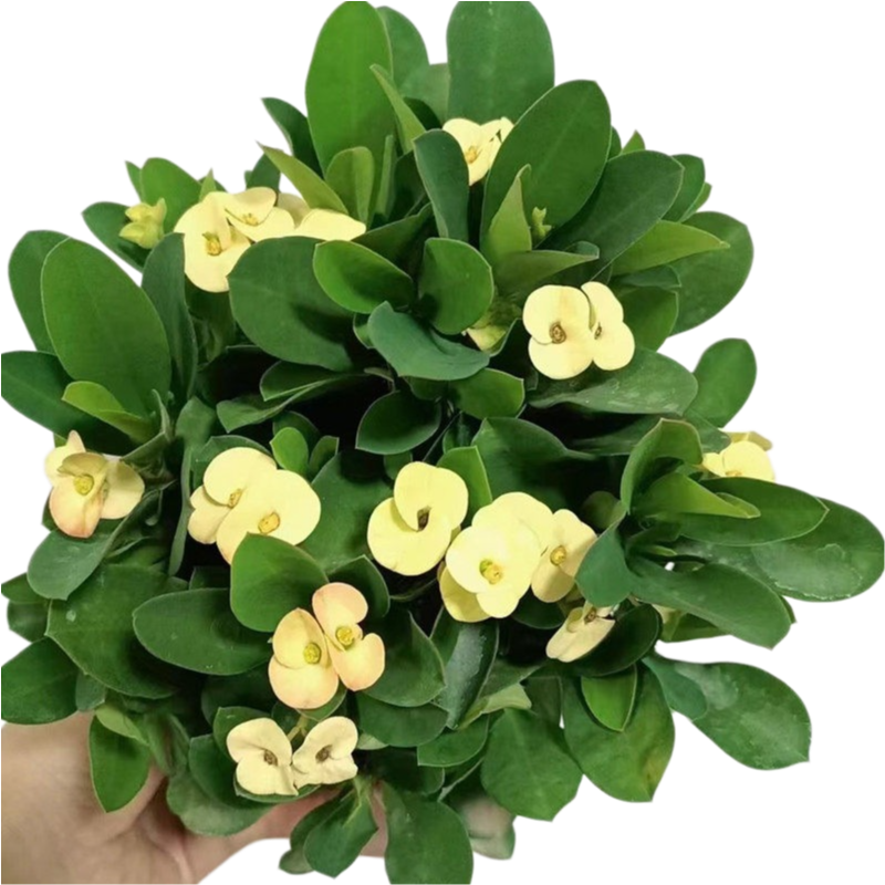 Euphorbia milii (Crown of Thorns)