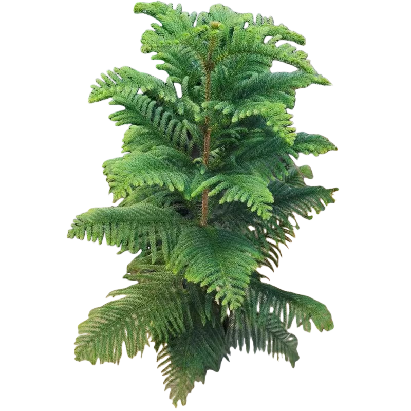 Norfolk Island Pine
