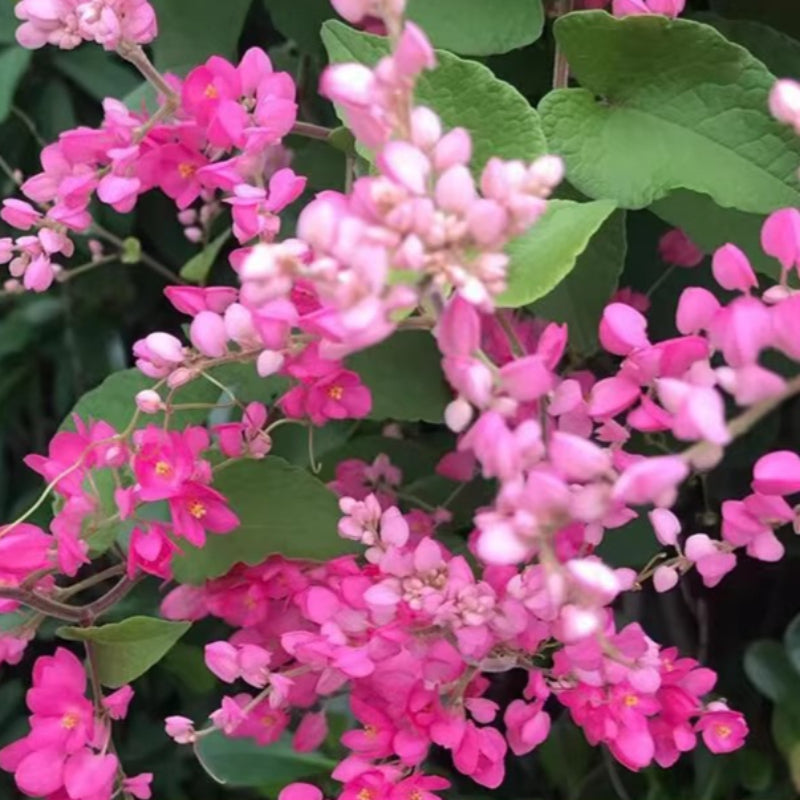 Mexican Creeper (Antigonon leptopus)