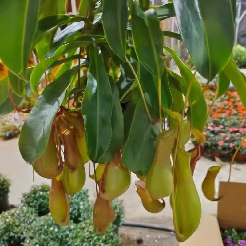 Pitcher Plant