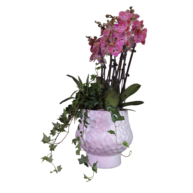 Phalaenopsis Orchid Cherry Dream - Elegant Potted Plant