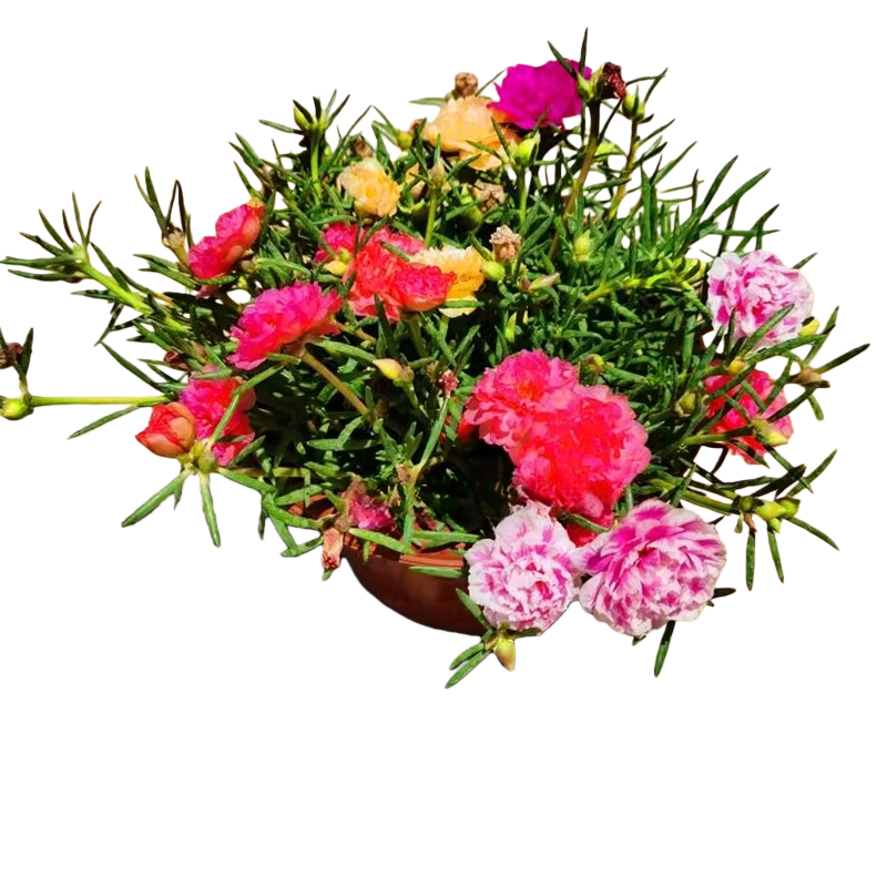 Double‑Petaled Portulaca (Portulaca grandiflora)