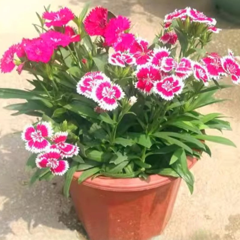Dianthus