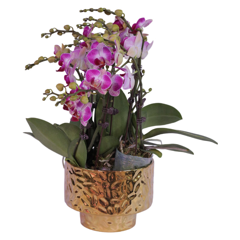 Phalaenopsis Orchid Fire Love - Potted Arrangement