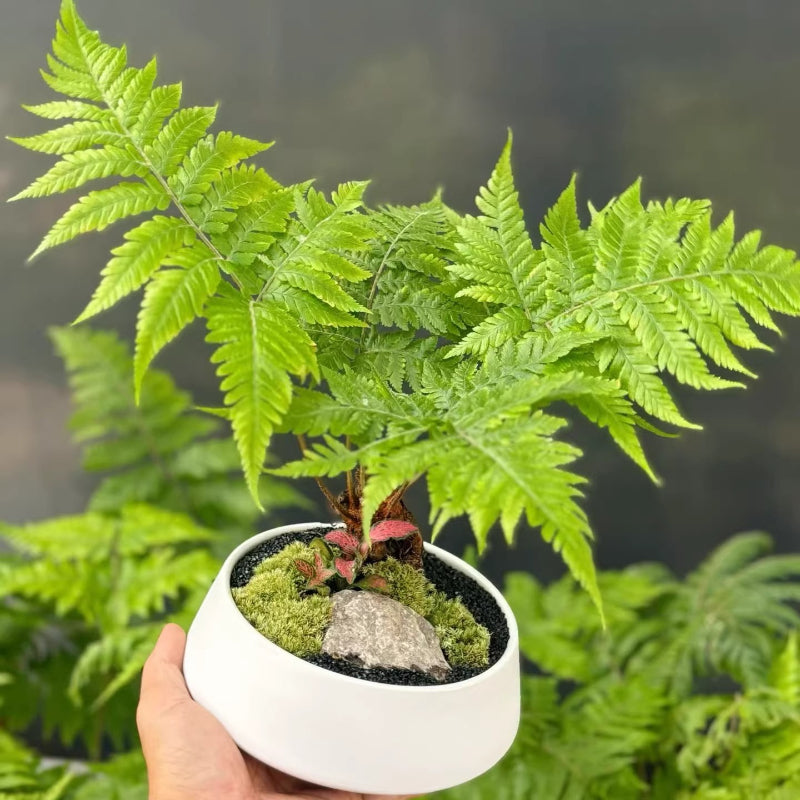 Dryopteris erythrosora (Autumn Fern)