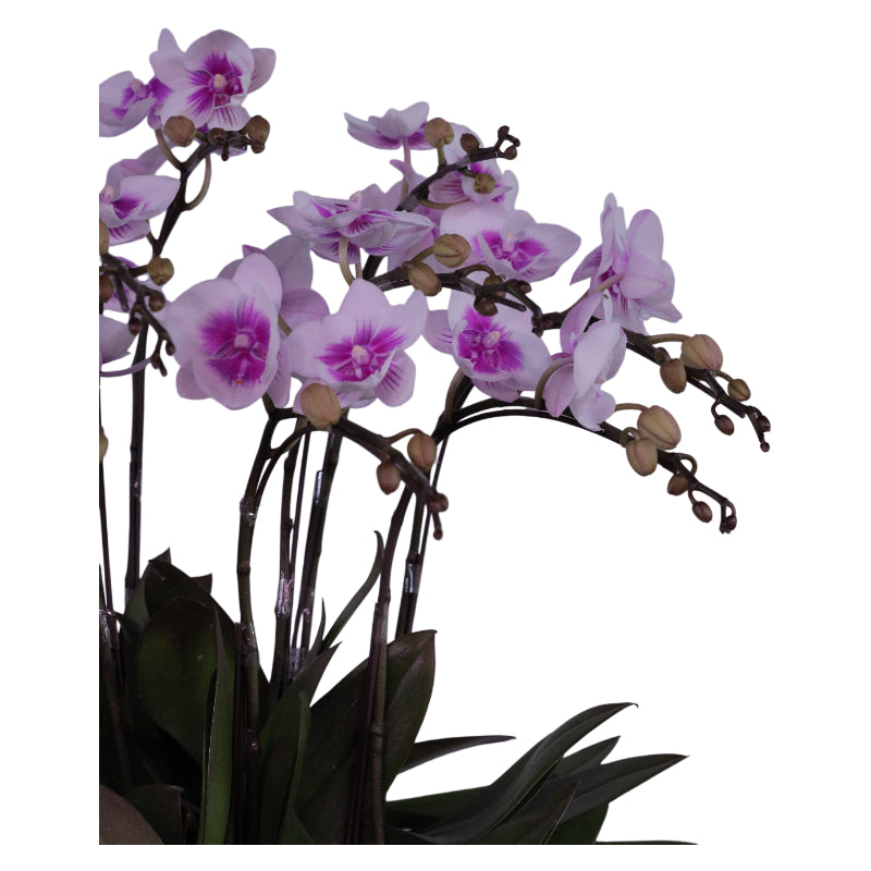 Phalaenopsis Orchid Fire Love Phoenix Dance Potted Arrangement