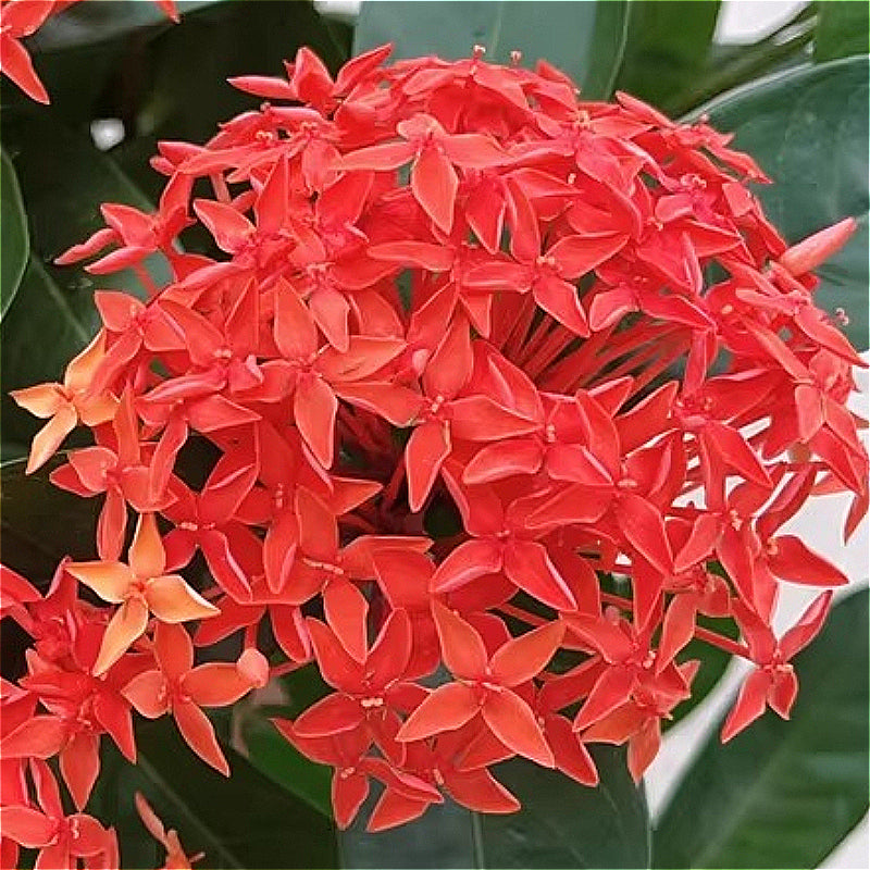 Ixora Chinensis