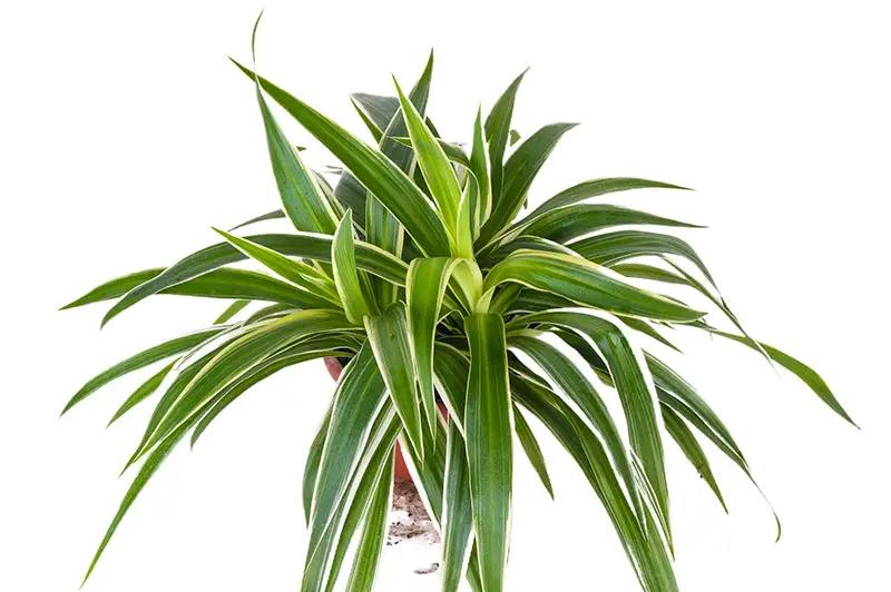 spider plant 中文 在Garden Plus 線上購買吊蘭室內植物(吊蘭)