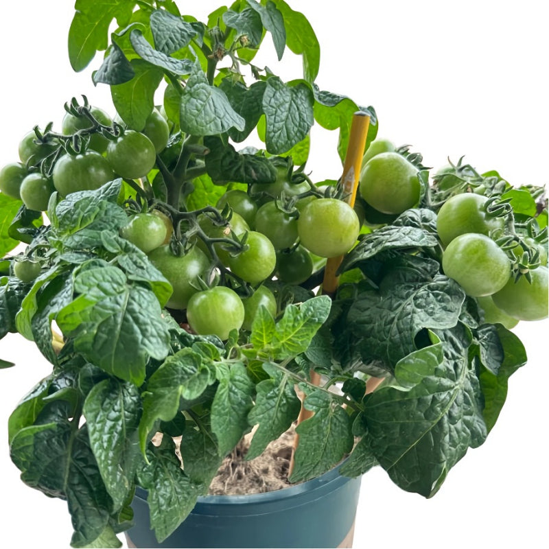 Cherry Tomato Plant - Sweet and Versatile Harvest