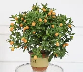 Kumquat