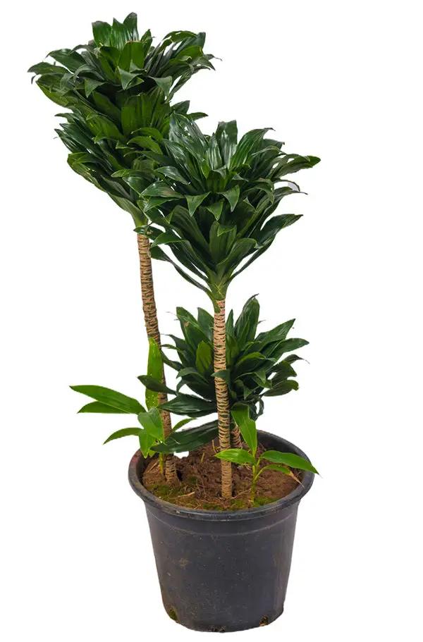 dracaena compacta height Buy Dracaena Compacta Online
