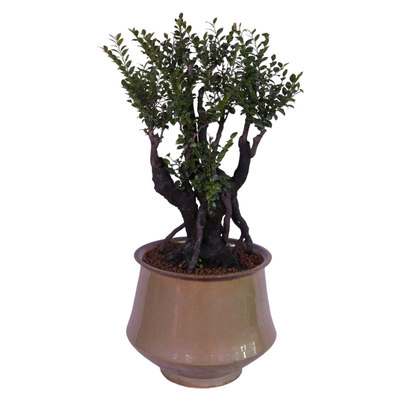 Small Leaf Sandalwood (Potted Plant)