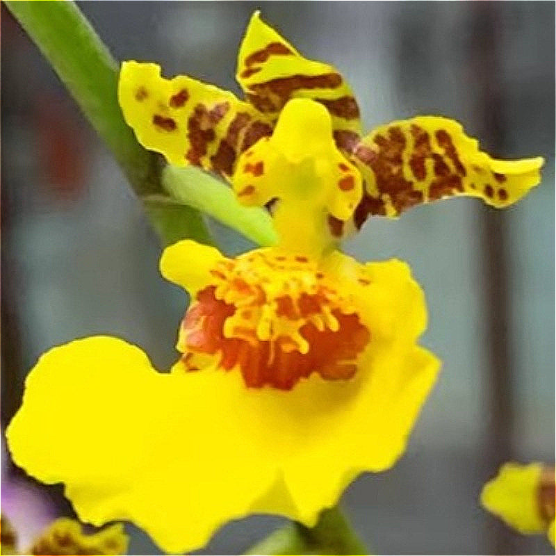 Oncidium - Yellow
