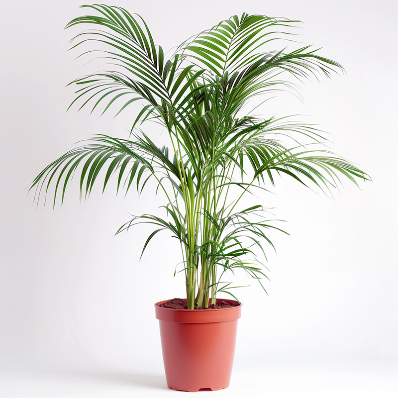 areca palm other names Areca palm Garden Plus