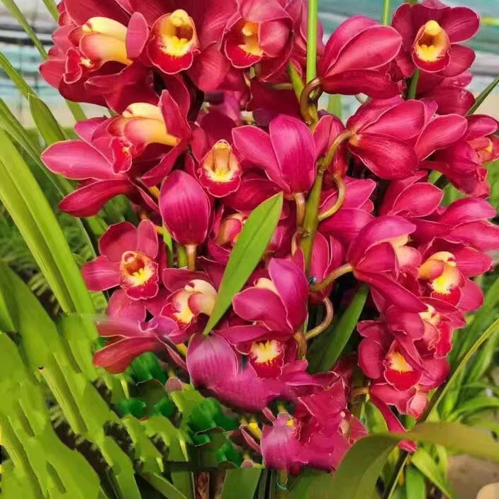 Cymbidium Faberi 'Dahongpao'