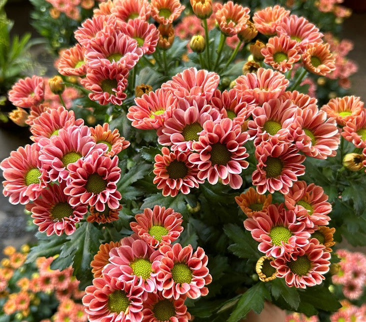 Chrysanthemum-Mini