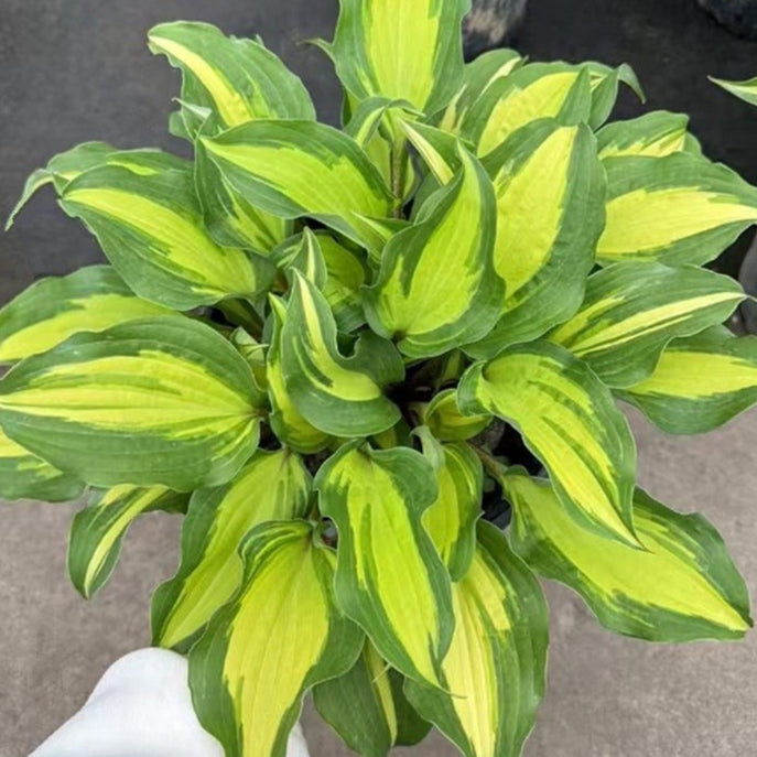 Hosta plantaginea(Plantain Lily)