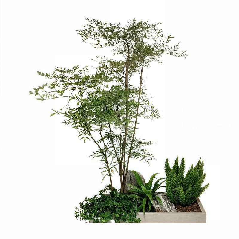 Nandina Domestica Thunb