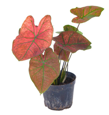 Caladium bicolor (Heart of Jesus plant)