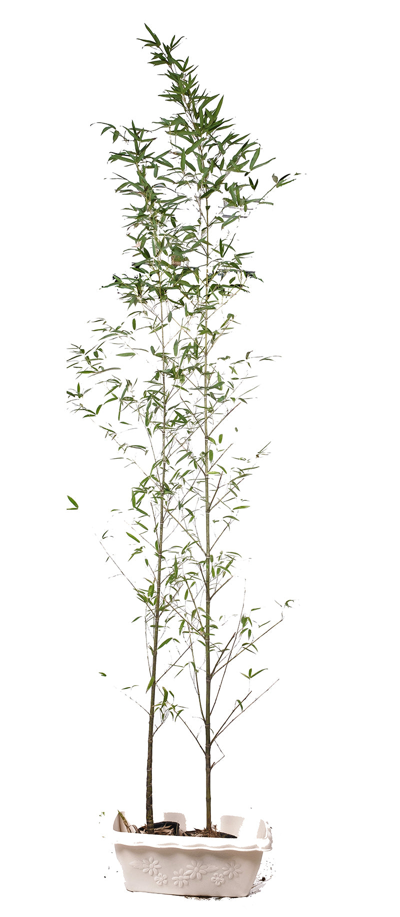 Phyllostachys aurea (Golden Bamboo)