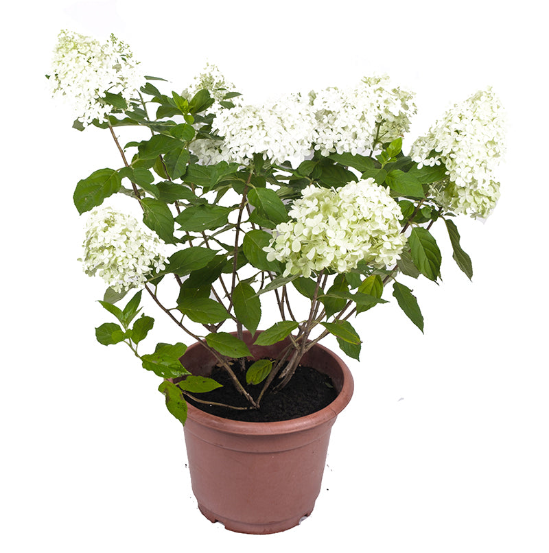 Hydrangea macrophylla