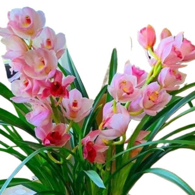 Cymbidium Faberi 'Chameleon'