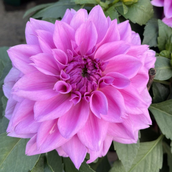 Dahlias